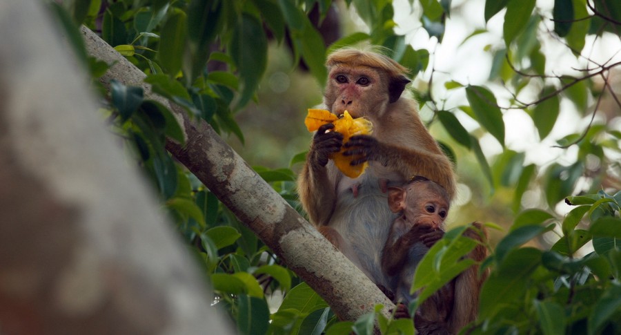Monkey Kingdom captures the mystique of nature 