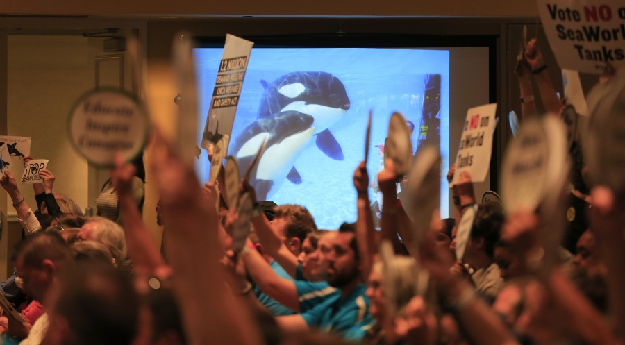 An+orca+whale+image+is+shown+on+the+screen+as+People+for+the+Ethical+Treatment+of+Animals+%28PETA%29+and+other+animal+rights+groups+hold+up+signs+next+to+Sea+World+supporters+attending+the+California+Coastal+Commission+meeting+to+consider+a+proposal+by+SeaWorld+to+build+a+bigger+holding+area+for+its+orca+whales+%2C+at+the+Long+Beach+Convention+Center+in+Long+Beach%2C+Calif.%2C+on+Thursday%2C+Oct.+8%2C+2015.+%28Allen+J.+Schaben%2FLos+Angeles+Times%2FTNS%29