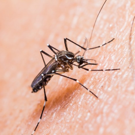 The Zika virus is typically spread with a mosquito bite and has recently started affecting people in the states.