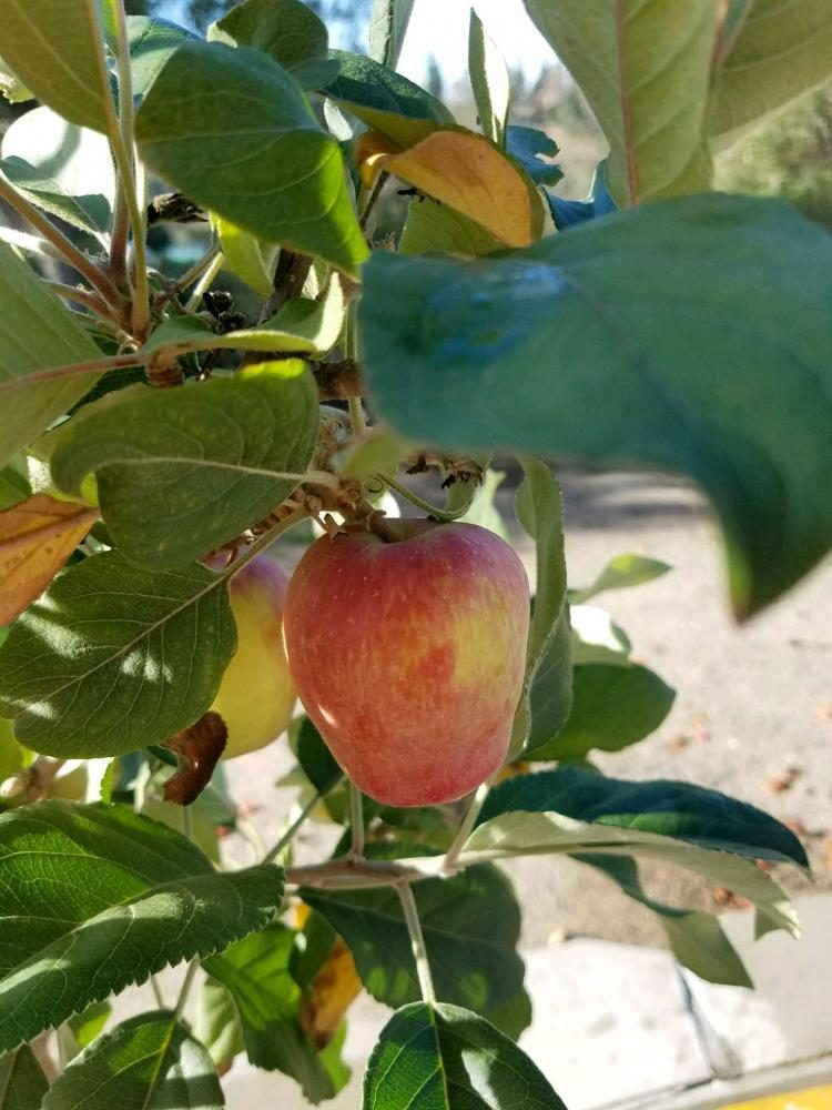 Fruit for students