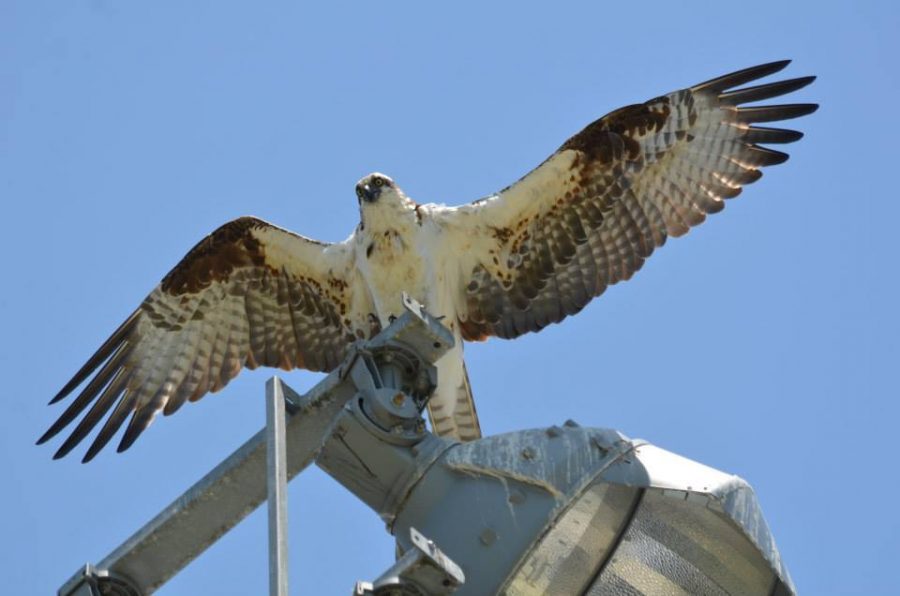 The osprey watching over the campus.