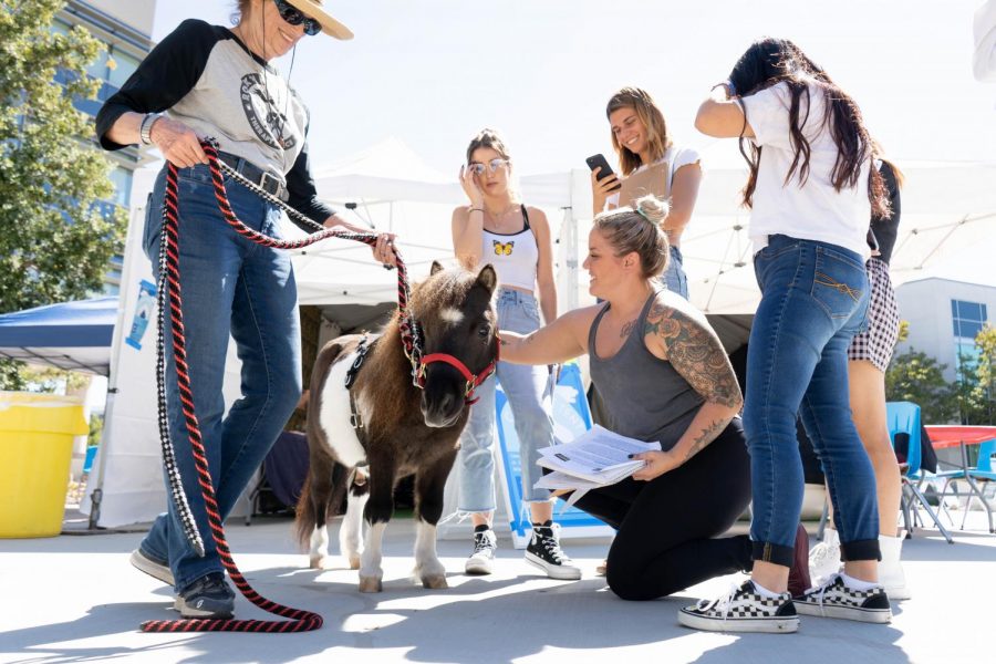 The Comfort Tent’s licensed therapy pony graces students with her presence. 
Photo Credit: Mesa Office of Communications