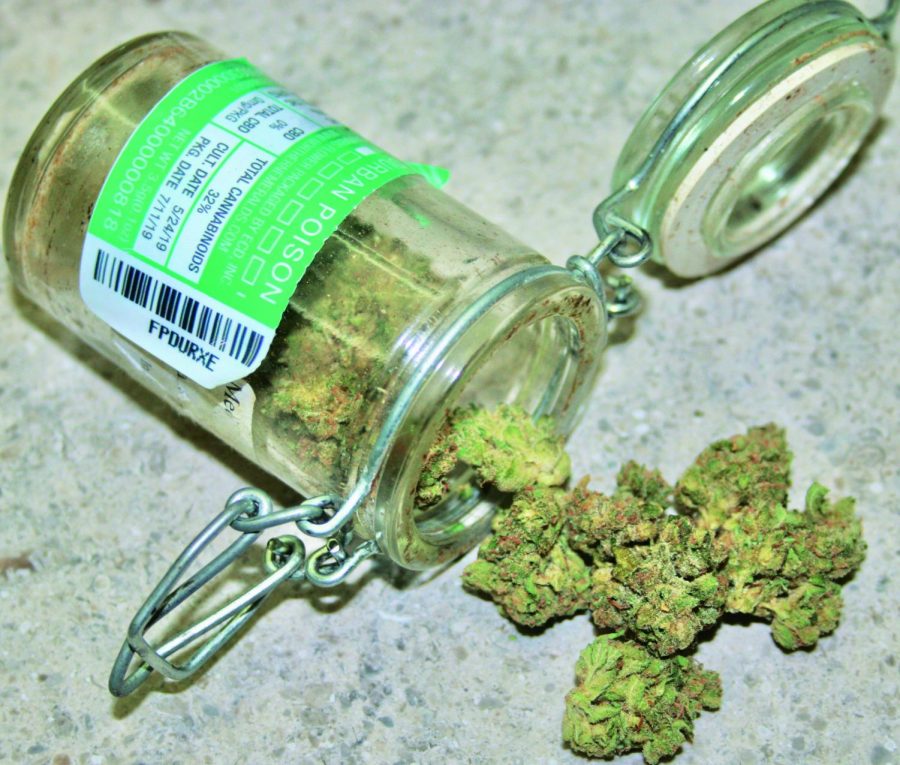 Sativa strain Durban Poison contains 26% THC, the active ingredient in marijuana