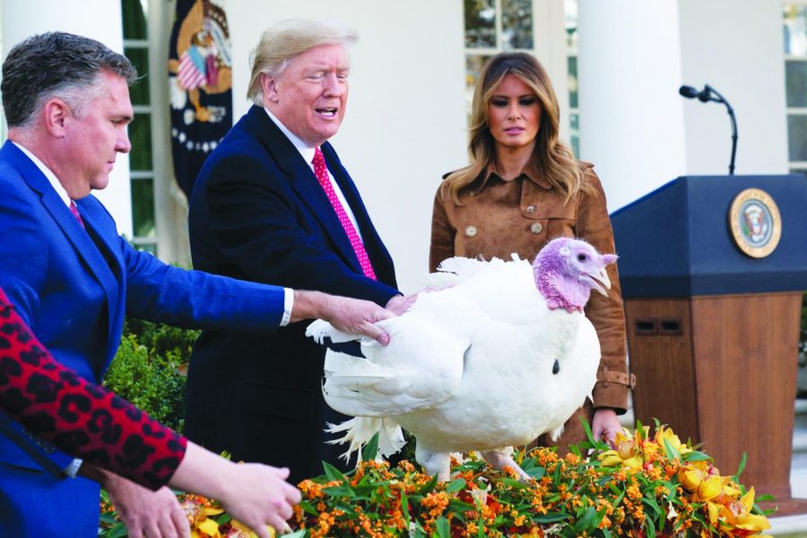 The President lays hands on National Thanksgiving Turkey, Butter, pardoning his conscience and the turkeys life. 

Photo credit: MCT Campus