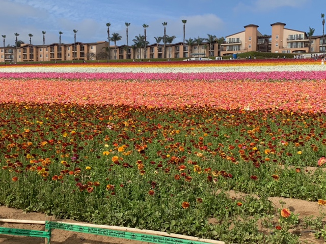 View of the tecolote ranunculus flowers at the Carlsbad Flower Fields