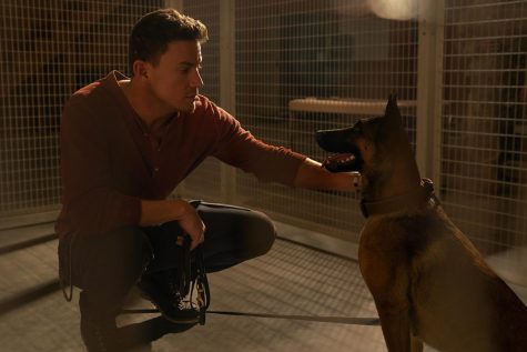 Channing Tatum stars in the movie Dog with his canine co-star Lulu, a Belgian Malinois. 