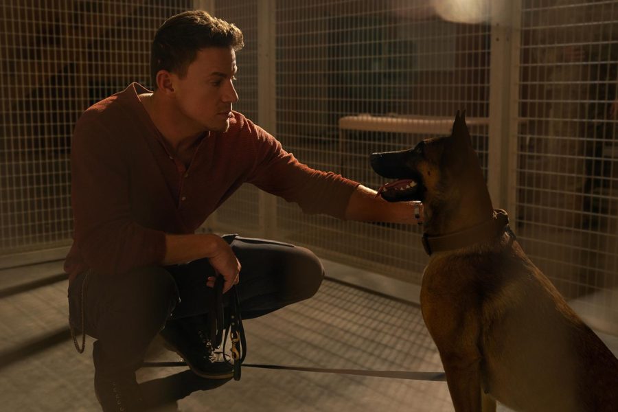 Channing+Tatum+stars+in+the+movie+Dog+with+his+canine+co-star+Lulu%2C+a+Belgian+Malinois.+
