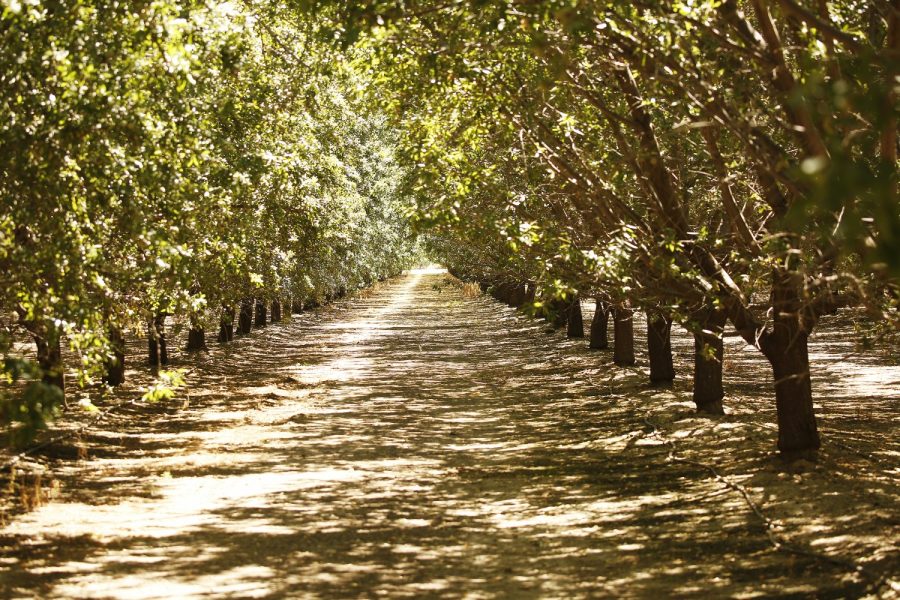 An+almond+orchard+at+the+southern+end+of+the+San+Joaquin+Valley%2C+in+Kern+County.