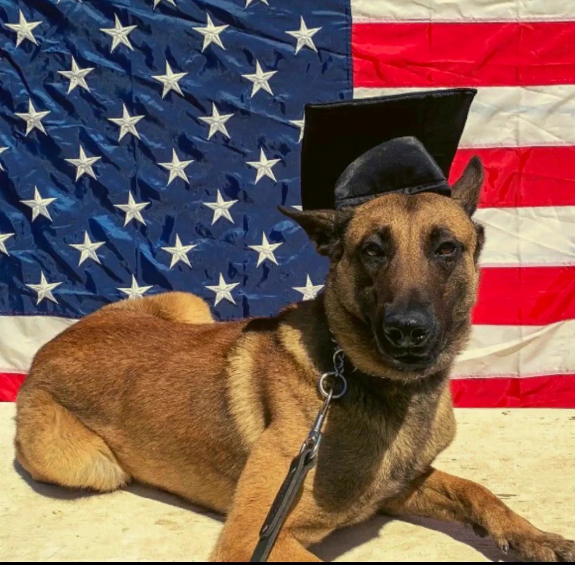 Sir, the San Diego Police Department K9 officer who was killed by a 33-year-old man during a police shootout on campus during the early morning on Aug. 2.  Photo courtesy of the San Diego Police Department.