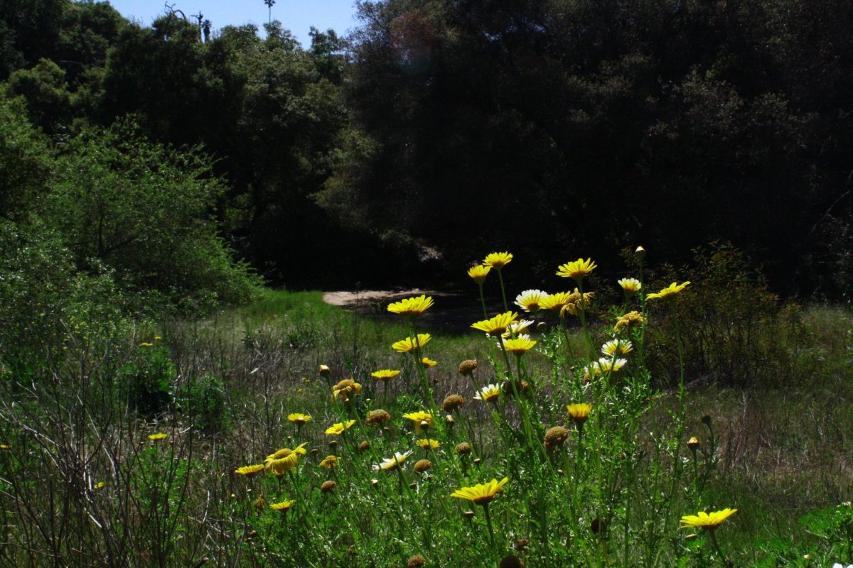 Wildflowers+along+the+trail
