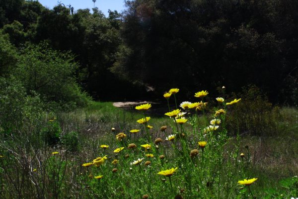 Tecolote Canyon trail: A hidden gem in Clairemont Mesa