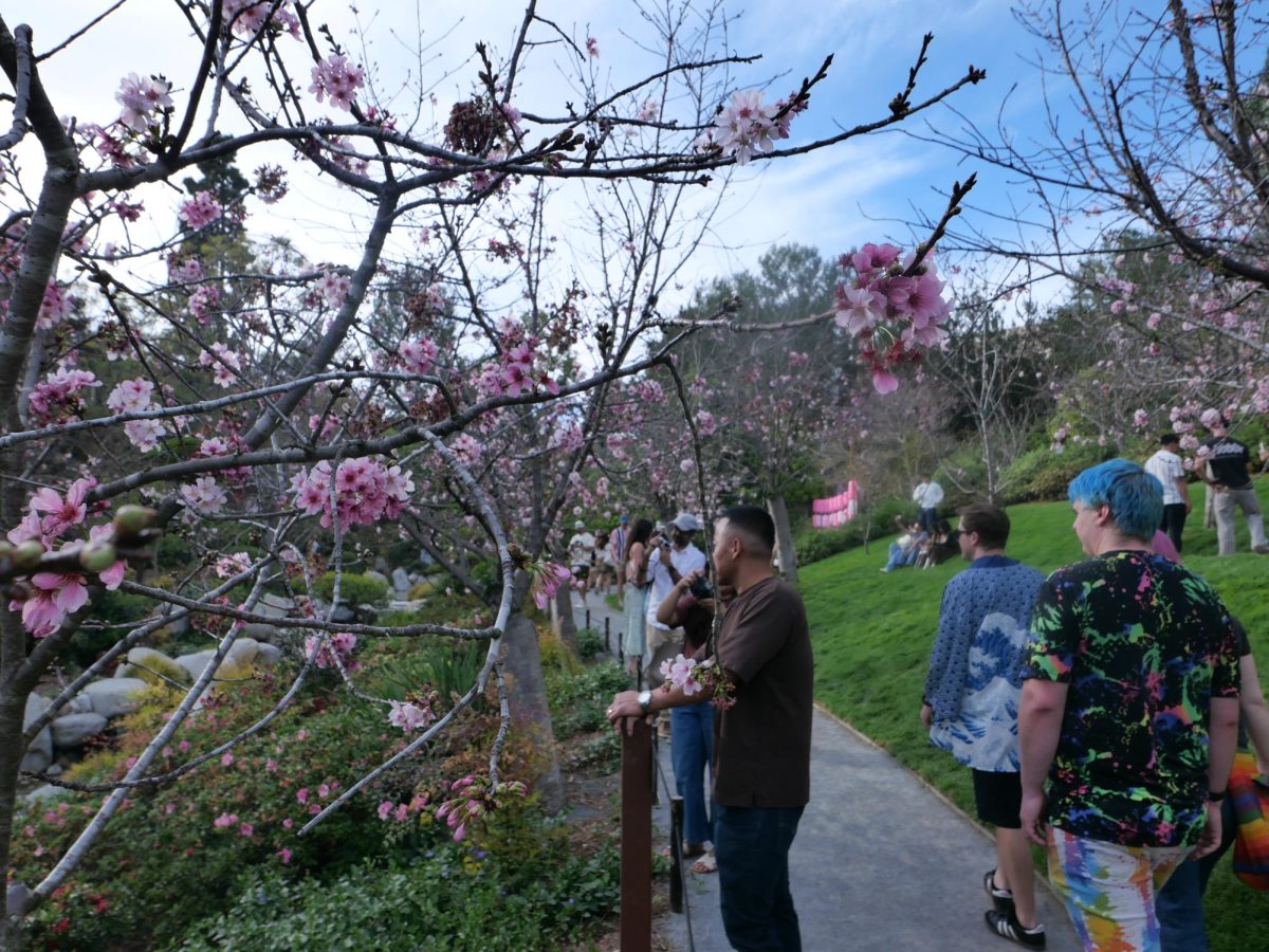 Visitors observe flowering cherry blossoms at the Japanese Friendship Garden & Museum on Mar. 13, 2026. 