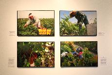 Art exhibit documents immigrant farm workers